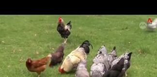 Bird Flu Hits Australia—Now What?