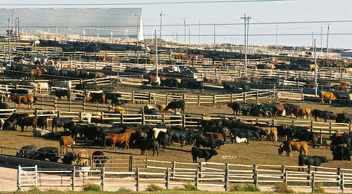 shutterstock_741033535 Cattle in a large feedlot with pens and fencing.
