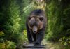 Grizzly Standoff Ends With One Smart Move Brown bear walking along a forest trail