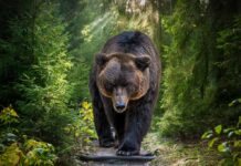 Grizzly Standoff Ends With One Smart Move Brown bear walking along a forest trail